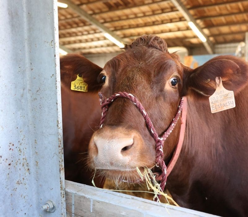 A cow at the Topsfield Fair