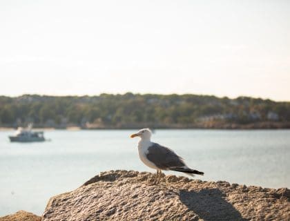 Close up of Seagull on a Rock by the Water in Rockport MA