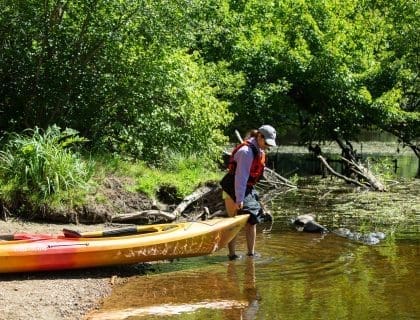 Woman Bringing Kayak from Foote Brothers Rentals into the Ipswich River in Ipswich MA