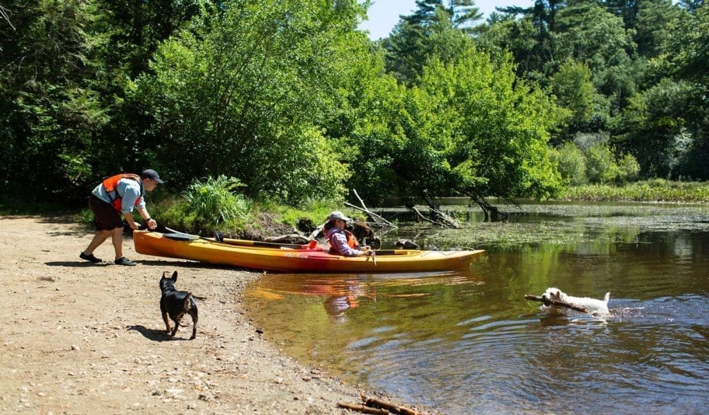 A male wearing a baseball cap and a life vest launching a yellow kayak with a female wearing a baseball cap and life vest into the water while a small black dog standing on the rocky ground looks at him and a small white dog with a large stick in its mouth swims in the water