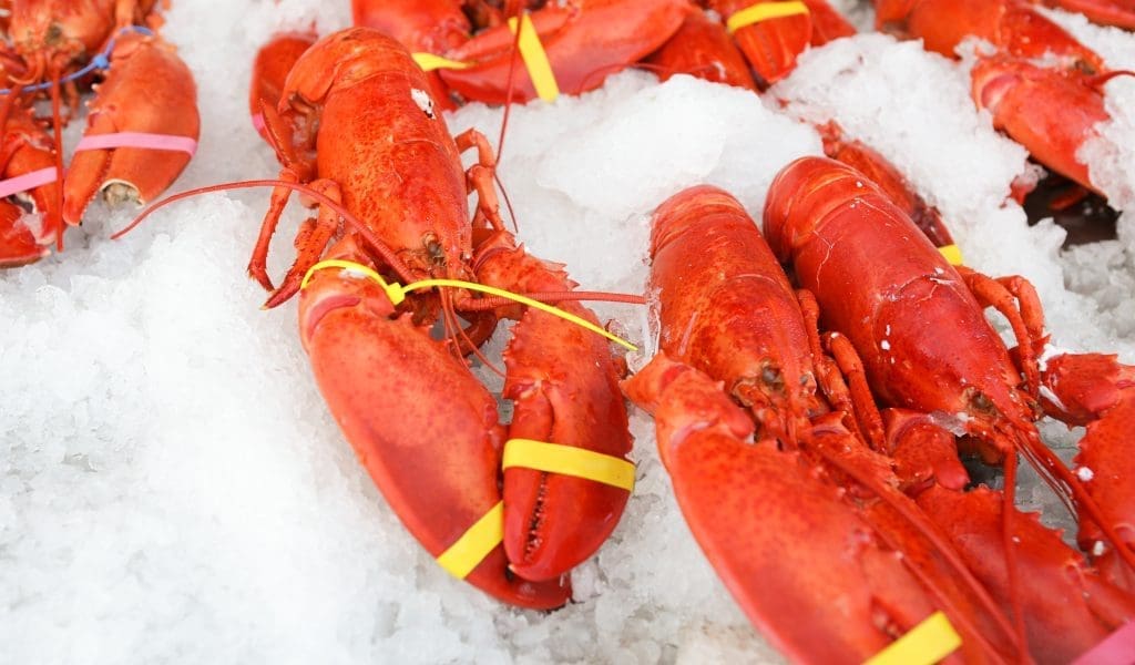 Lobsters on Ice at Woodman's of Essex in in Essex MA