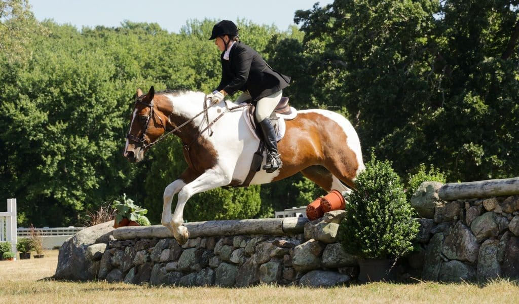 Hamilton MA Equestrian Horse