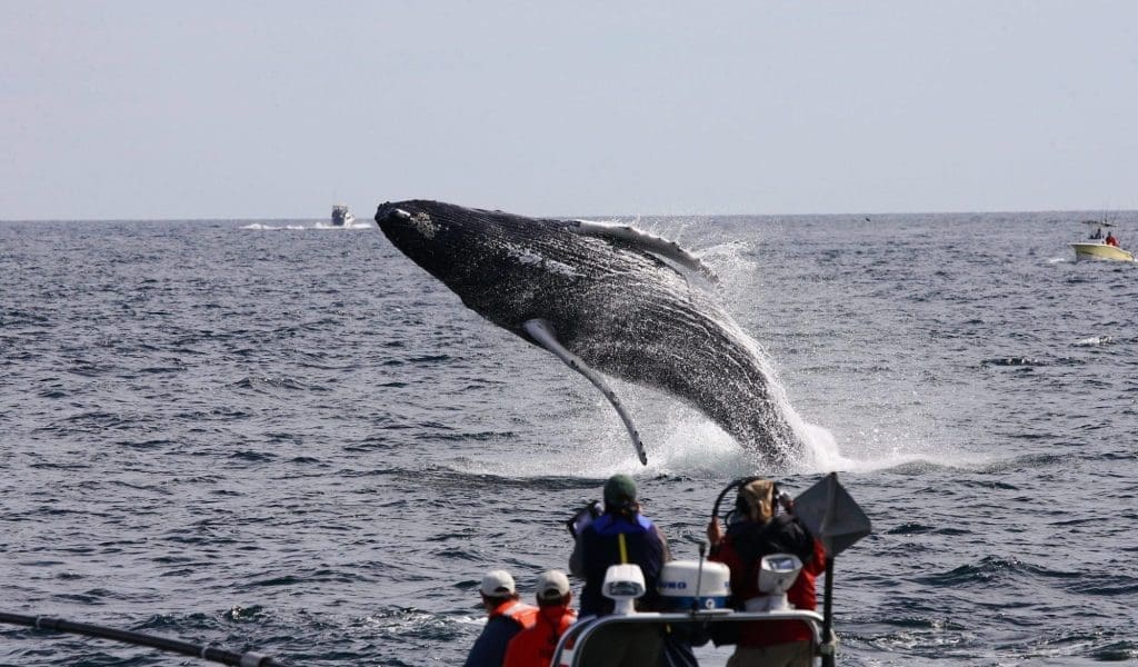Seven Seas Whale Watching Picture Courtesy of Oktay Kaya