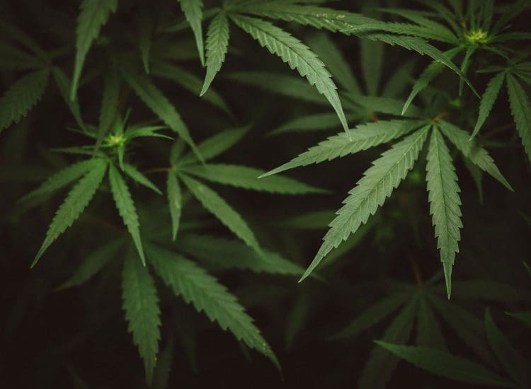 Cannabis Plants