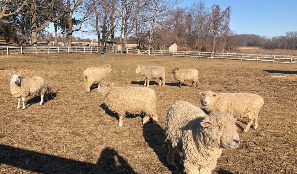 Newbury MA Sheep at a Farm