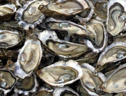 Oysters