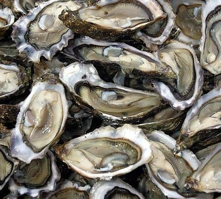 Oysters