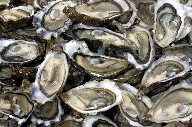 Oysters