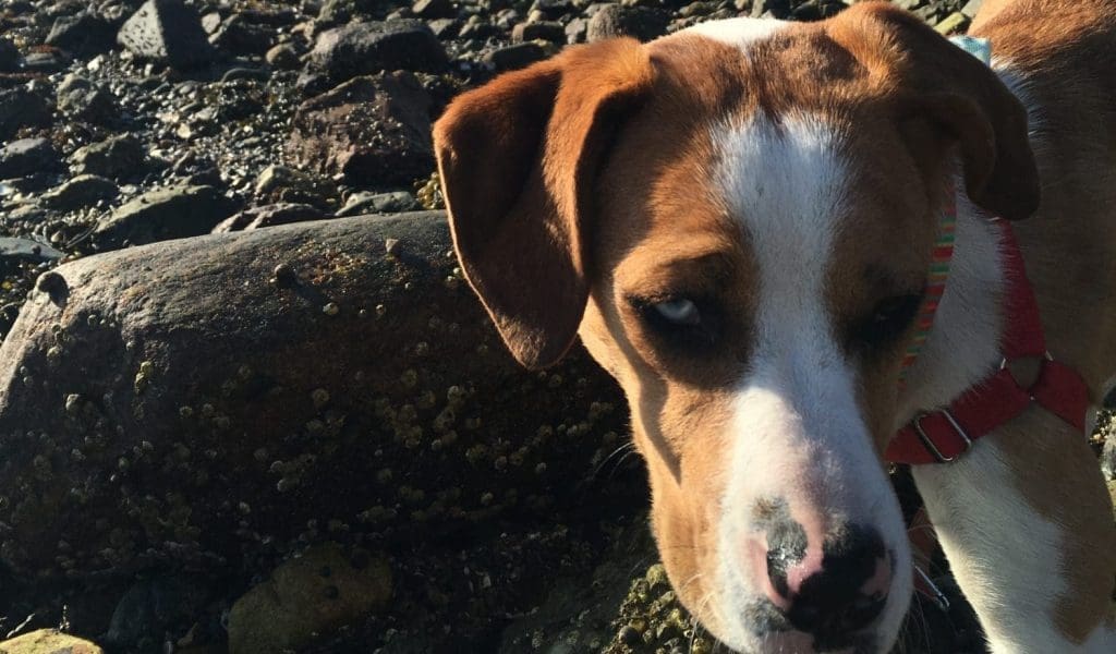 A dog at Derby Light in Salem, Massachusetts