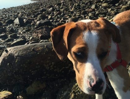 A dog at Derby Light in Salem, Massachusetts