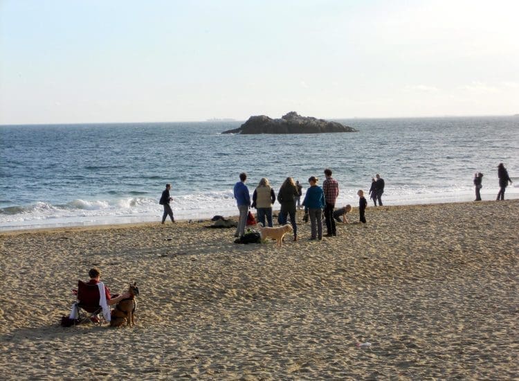Plan a Dog Friendly Vacation North of Boston