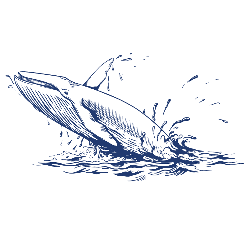 whale breaching graphic