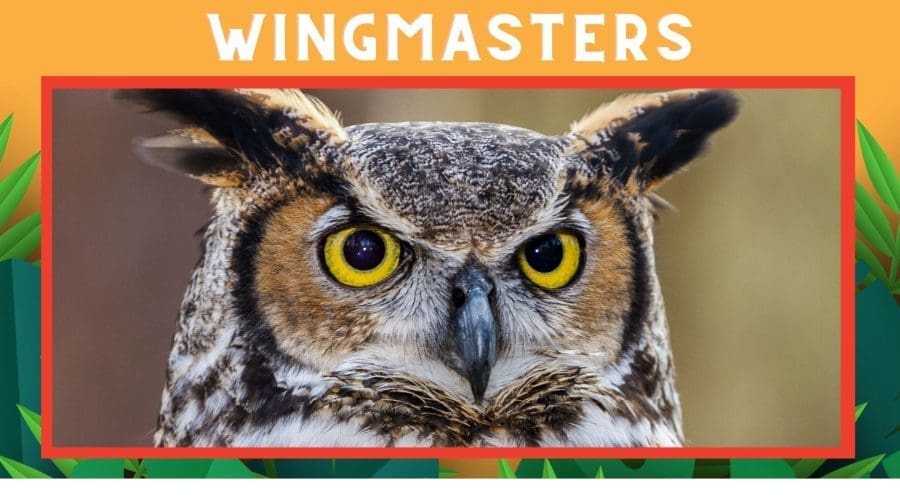 https://cpiofullstackpoc-sitetest.sperlingdev.com/wp-content/uploads/2024/03/The-World-of-Owls-GxFpjQ.tmp_.jpg