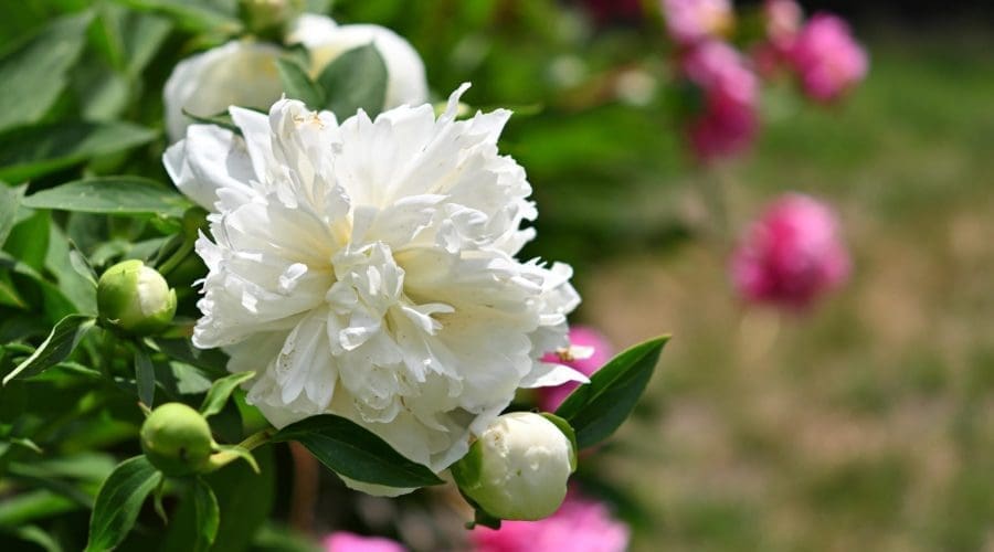 https://cpiofullstackpoc-sitetest.sperlingdev.com/wp-content/uploads/2024/03/Watts-Peony-1-scaled-mTytmU.tmp_.jpg