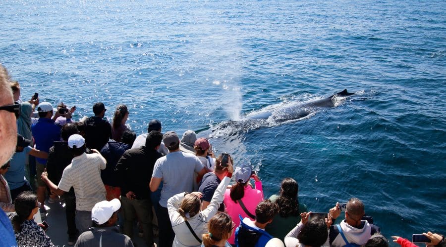 https://cpiofullstackpoc-sitetest.sperlingdev.com/wp-content/uploads/2024/08/Whales-Ahoy-scaled.jpg