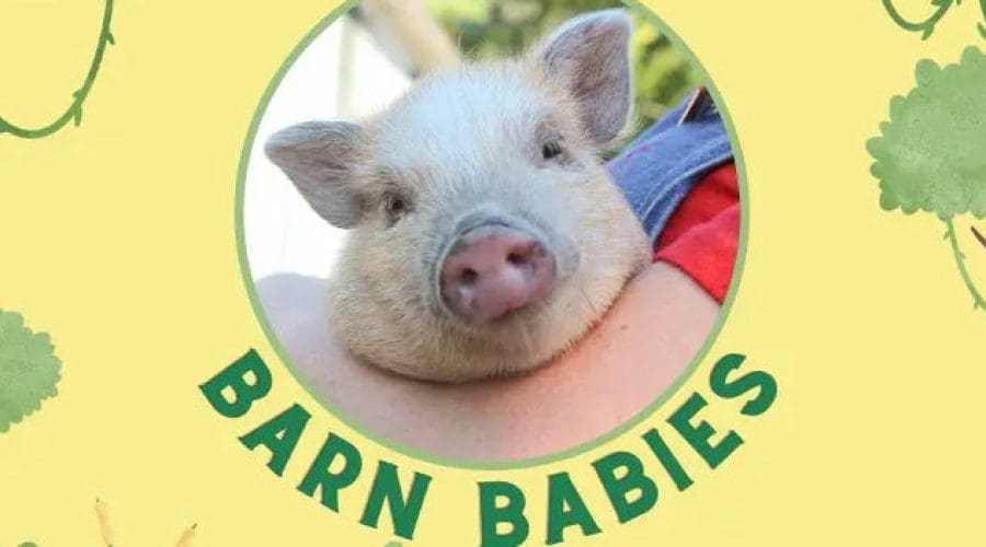https://cpiofullstackpoc-sitetest.sperlingdev.com/wp-content/uploads/2024/12/Barn-Babies.jpg