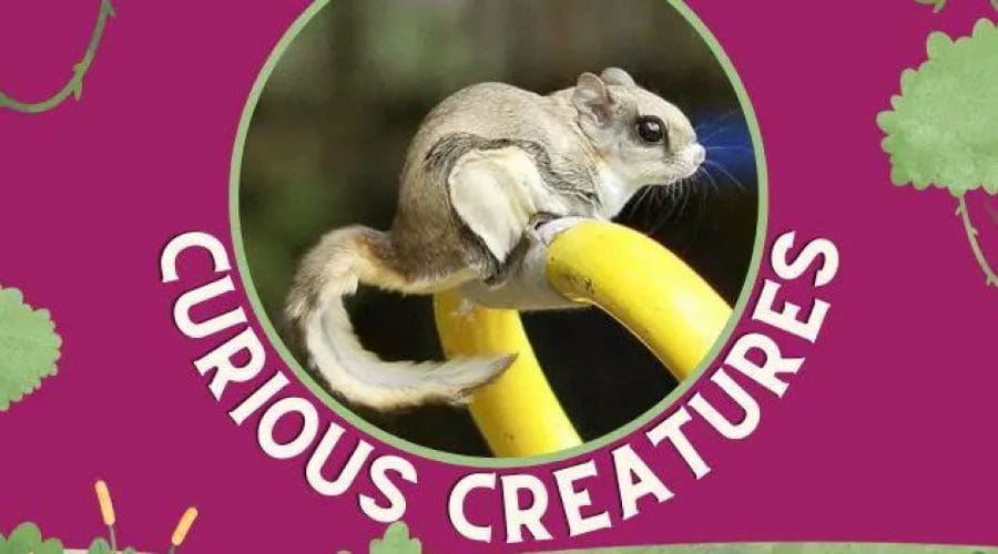 https://cpiofullstackpoc-sitetest.sperlingdev.com/wp-content/uploads/2024/12/Curious-Creatures.jpg