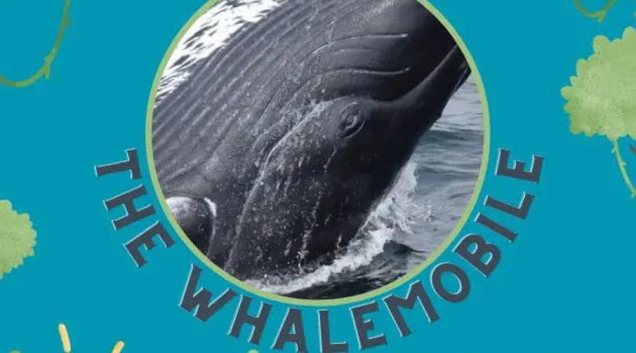 https://cpiofullstackpoc-sitetest.sperlingdev.com/wp-content/uploads/2024/12/Whalemobile.jpg