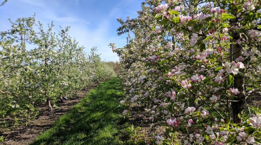 https://cpiofullstackpoc-sitetest.sperlingdev.com/wp-content/uploads/2025/02/Spring-Orchard-Walk.jpg