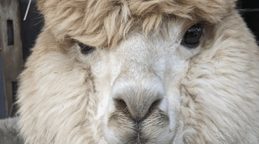 https://cpiofullstackpoc-sitetest.sperlingdev.com/wp-content/uploads/2025/02/alpaca.png