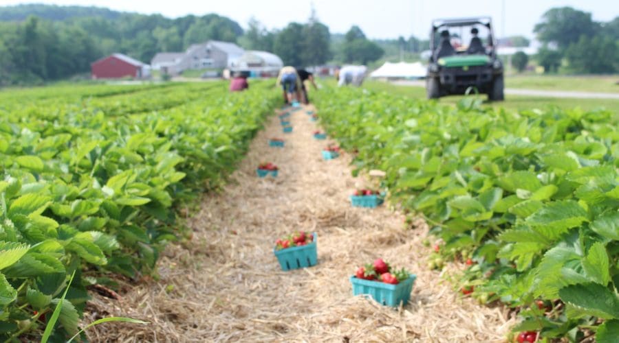 https://cpiofullstackpoc-sitetest.sperlingdev.com/wp-content/uploads/2025/03/Strawberry-Field-scaled.jpg