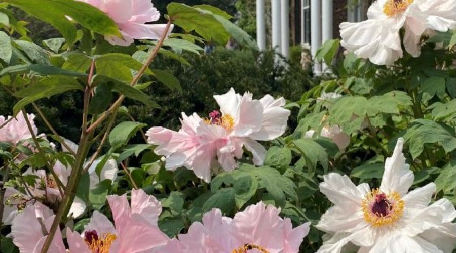 https://cpiofullstackpoc-sitetest.sperlingdev.com/wp-content/uploads/2025/03/peonies.jpg