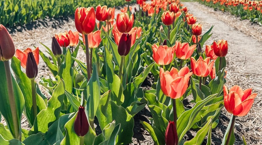 https://cpiofullstackpoc-sitetest.sperlingdev.com/wp-content/uploads/2025/03/pink-and-orange-tulips.jpg