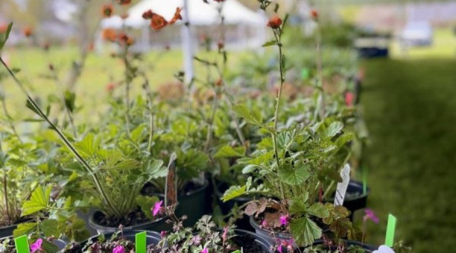 https://cpiofullstackpoc-sitetest.sperlingdev.com/wp-content/uploads/2025/03/plantsale.jpg