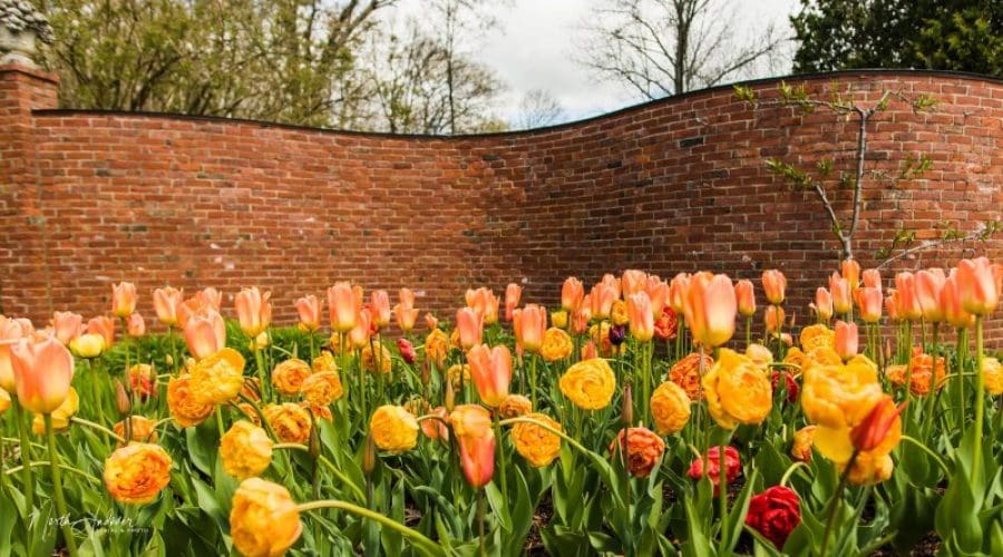 https://cpiofullstackpoc-sitetest.sperlingdev.com/wp-content/uploads/2025/03/tulipsserpwall.jpg