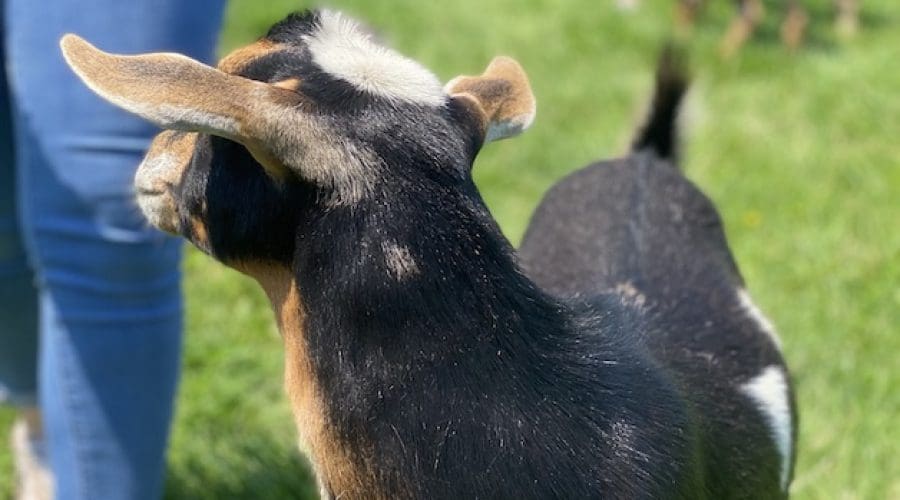 https://cpiofullstackpoc-sitetest.sperlingdev.com/wp-content/uploads/2025/04/IMG_goat_small.jpg